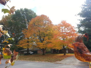 Maples in the neighborhood.