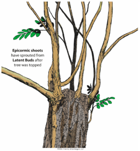 Epicormic shoots from latent buds as a result of tree topping.
