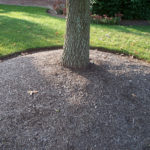 Closer view of mulched area surrounding Tulip tree trunk