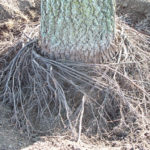 Closer view of girdling roots