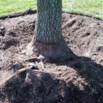 Remaining girdling roots remove