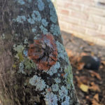 Lichens on Magnolia