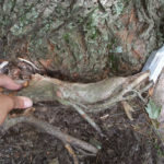 A large girdling root being removed