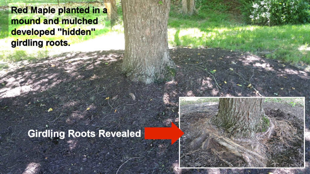 Red Maple with Girdling Roots