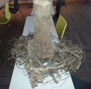Roots encircling tree