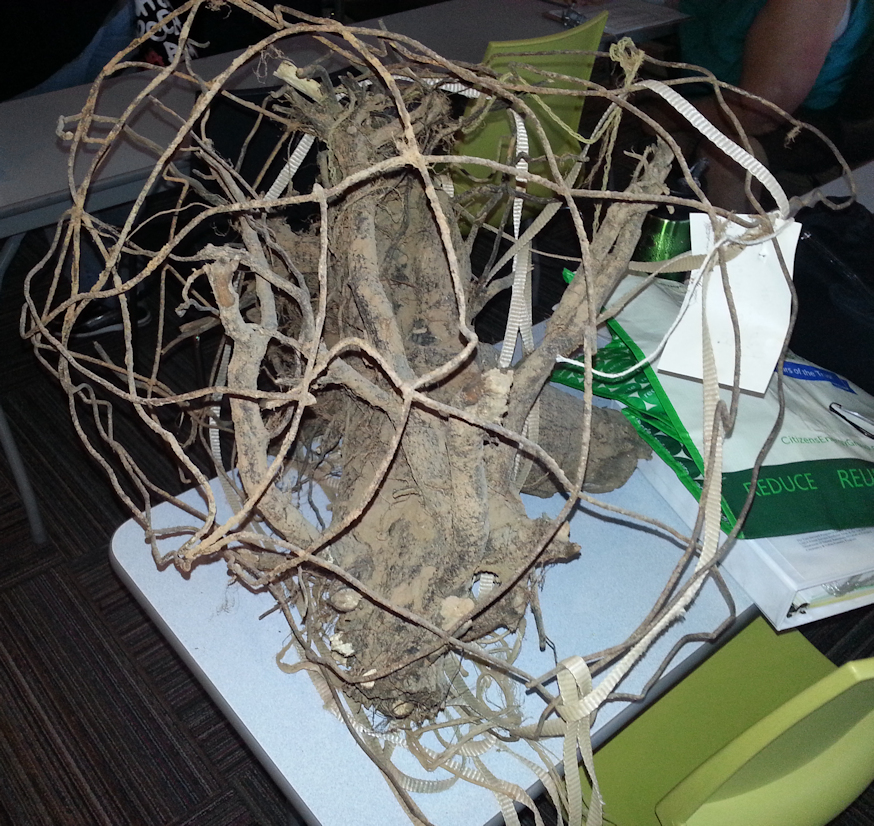 Basket-bound roots