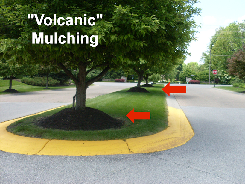 Volcanic mulching