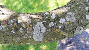 Lichens on American Crabapple