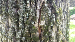 Lichens on moss on Green Ash