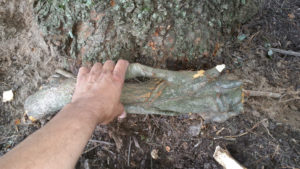 Another large girdling root is removed