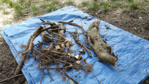 Girdling roots removed from Red Maple