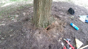 Red Maple trunk/root flare after surface girdling roots removed