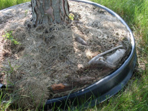 Roots encircle edging barrier