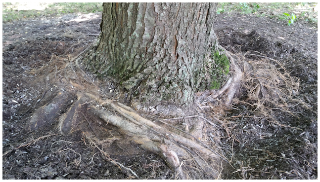 Girdling Roots – The Silent Tree Killer