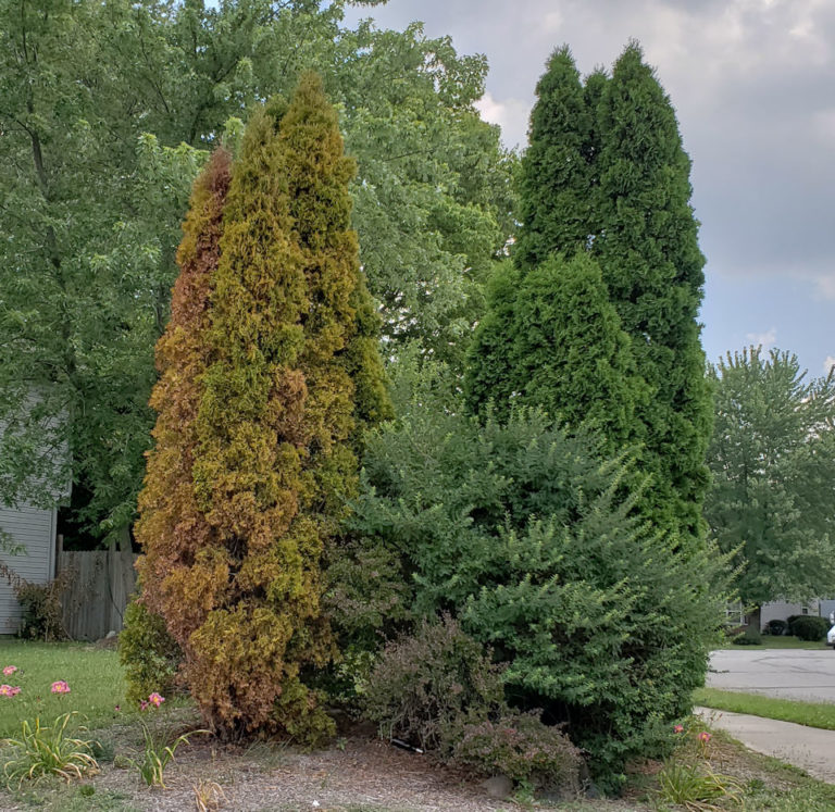dying_arborvitae_01_20180725 Arbor Rangers